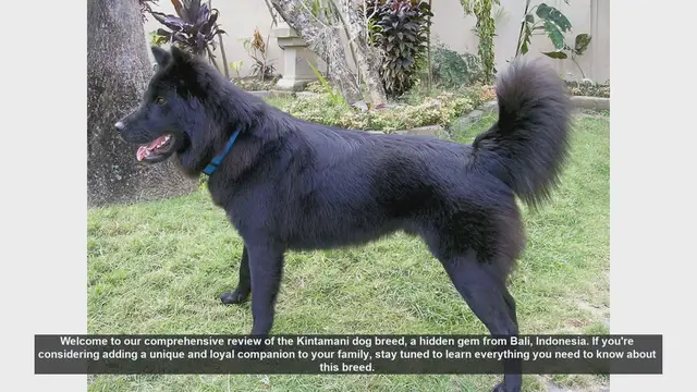 Video thumbnail for Discover the Kintamani Dog: Bali's Hidden Gem