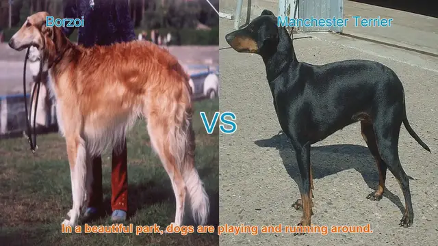 Video thumbnail for Borzoi vs. Manchester Terrier: A Comparison of Two Distinct Dog Breeds