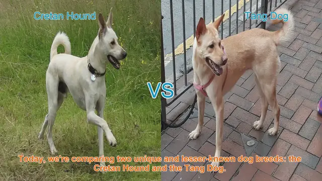 Video thumbnail for Exploring Unique Dog Breeds: Cretan Hound vs. Tang Dog