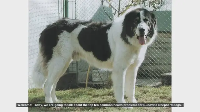 Video thumbnail for Top 10 Common Health Problems in Bucovina Shepherd Dogs