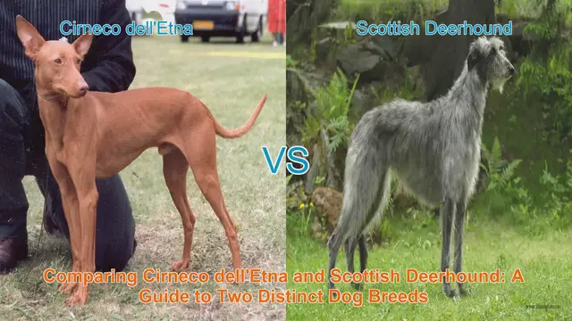 Video thumbnail for Comparing Cirneco dell'Etna and Scottish Deerhound: A Guide to Two Distinct Dog Breeds