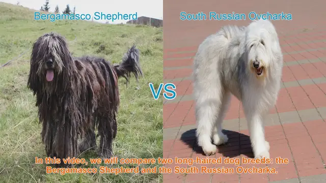 Video thumbnail for Comparing Bergamasco Shepherd and South Russian Ovcharka: Traits and Characteristics