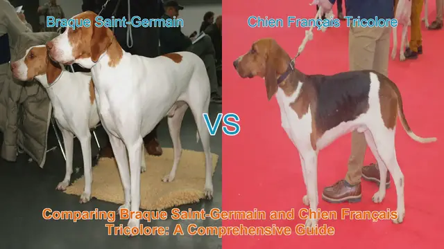 Video thumbnail for Comparing Braque Saint-Germain and Chien Français Tricolore: A Comprehensive Guide