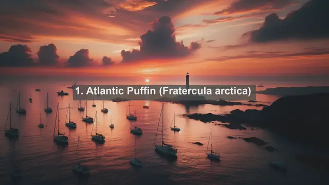 Video thumbnail for Exploring Faroe Islands Wildlife: Top 10 Native Fauna You Must See