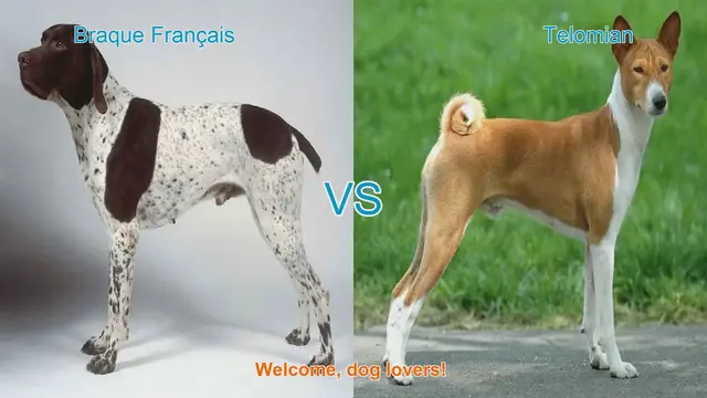 Video thumbnail for Braque Français vs. Telomian: A Comparison of Unique Dog Breeds