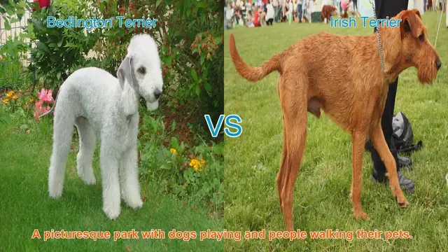 Video thumbnail for Comparing Bedlington Terrier and Irish Terrier: Origins, Appearance, and Temperament
