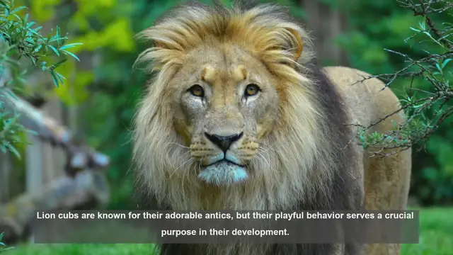 Video thumbnail for 10 Key Facts About Lion Cubs' Play Fighting