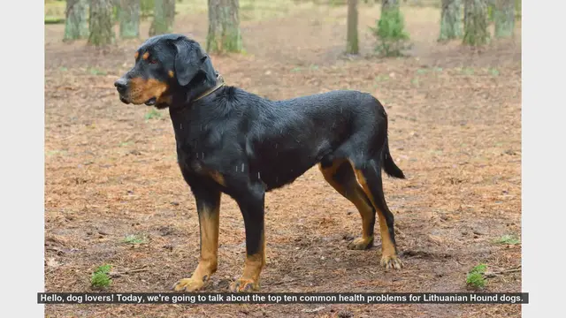 Video thumbnail for Top 10 Health Problems in Lithuanian Hound Dogs