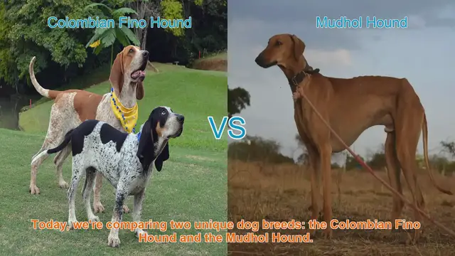 Video thumbnail for Comparing Colombian Fino Hound and Mudhol Hound: Origins, Traits, and Care