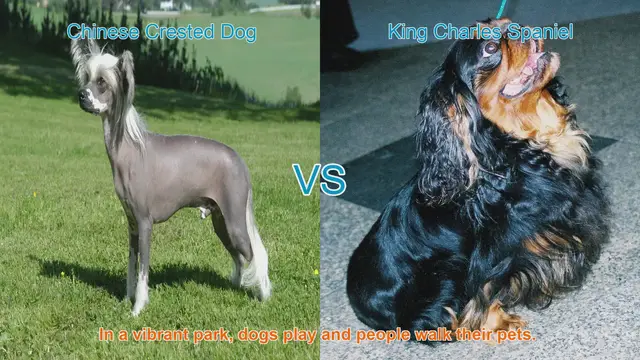 Video thumbnail for Chinese Crested Dog vs. King Charles Spaniel: A Breed Comparison