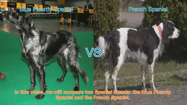 Video thumbnail for Comparing Blue Picardy Spaniel and French Spaniel: A Guide for Dog Lovers