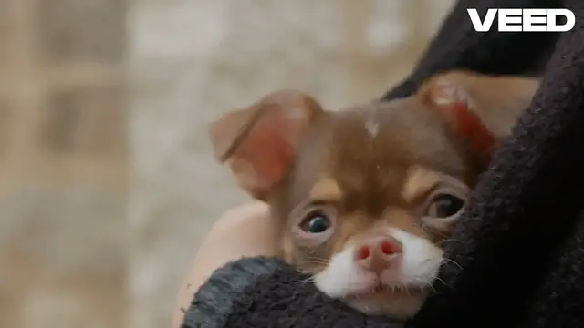 Video thumbnail for Keep Dogs Warm_ Essential Coat Guide!