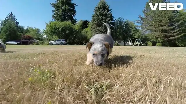 Video thumbnail for Meet the Amazing Australian Cattle Dog