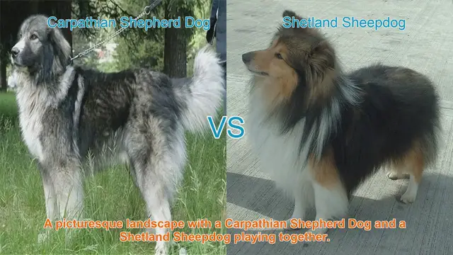Video thumbnail for Carpathian Shepherd Dog vs. Shetland Sheepdog: Breed Comparison and Care Guide