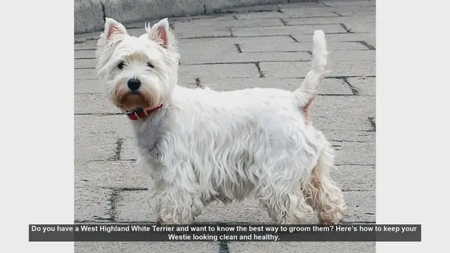 Video thumbnail for Essential Grooming Tips for Your West Highland White Terrier