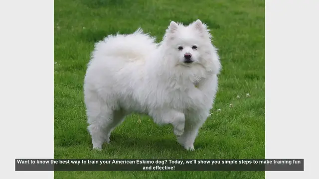 Video thumbnail for Effective Training Tips for Your American Eskimo Dog