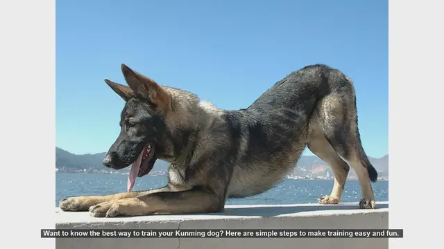 Video thumbnail for Easy and Fun Training Tips for Your Kunming Dog