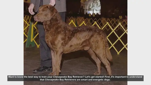 Video thumbnail for Top Tips for Training Your Chesapeake Bay Retriever