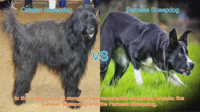 Video thumbnail for Comparing Catalan Sheepdog vs. Faroese Sheepdog: A Comprehensive Guide