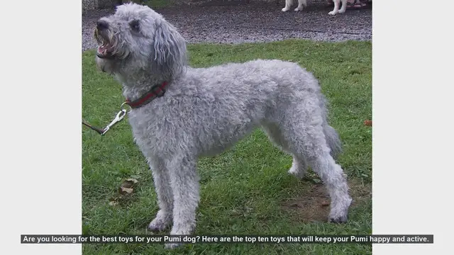 Video thumbnail for Top 10 Toys to Keep Your Pumi Dog Happy and Active