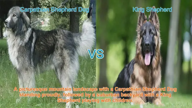 Video thumbnail for Carpathian Shepherd Dog vs. King Shepherd: A Comprehensive Comparison