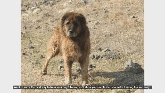 Video thumbnail for Easy and Fun Dog Training Tips: Step-by-Step Guide
