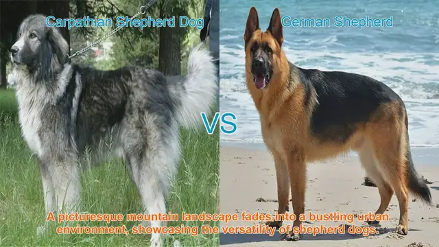 Video thumbnail for Shepherd Dog Showdown: Carpathian vs. German Shepherd