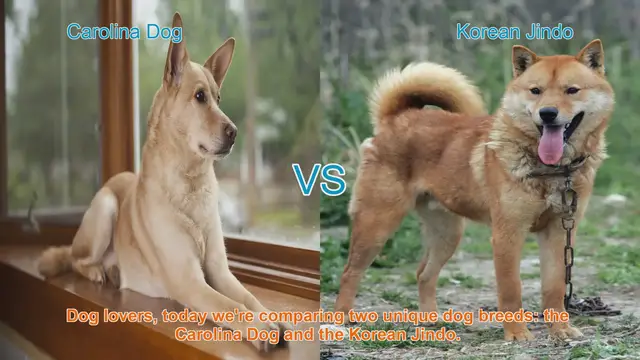 Video thumbnail for Carolina Dog vs. Korean Jindo: A Comparison of Two Unique Breeds