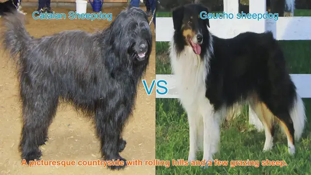 Video thumbnail for Comparing Catalan Sheepdog and Gaucho Sheepdog: A Comprehensive Guide