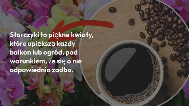 Video thumbnail for Kawa w orchideach: oto dlaczego zawsze warto ją sadzić | Nigdy nie widziałem ich tak bujnych