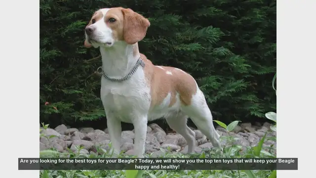 Video thumbnail for Top 10 Toys to Keep Your Beagle Happy and Healthy!