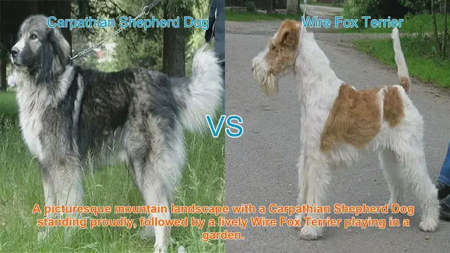 Video thumbnail for Carpathian Shepherd Dog vs. Wire Fox Terrier: A Comparison of Two Distinct Breeds
