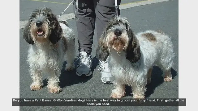 Video thumbnail for How to Groom Your Petit Basset Griffon Vendéen: Step-by-Step Guide