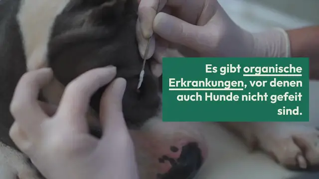 Video thumbnail for Atypischer Morbus Addison beim Hund: Symptome & Behandlung