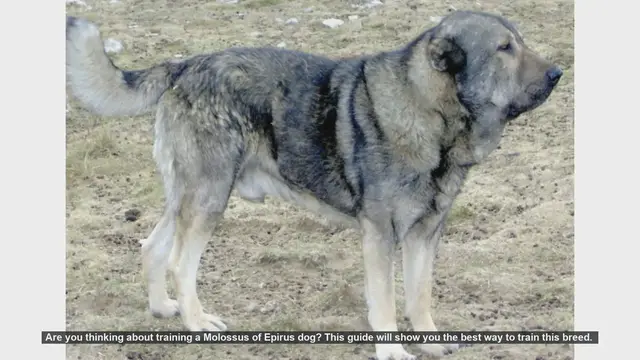 Video thumbnail for How to Train a Molossus of Epirus: A Complete Guide