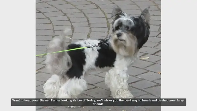 Video thumbnail for How to Brush and Deshed Your Biewer Terrier: Essential Tips!