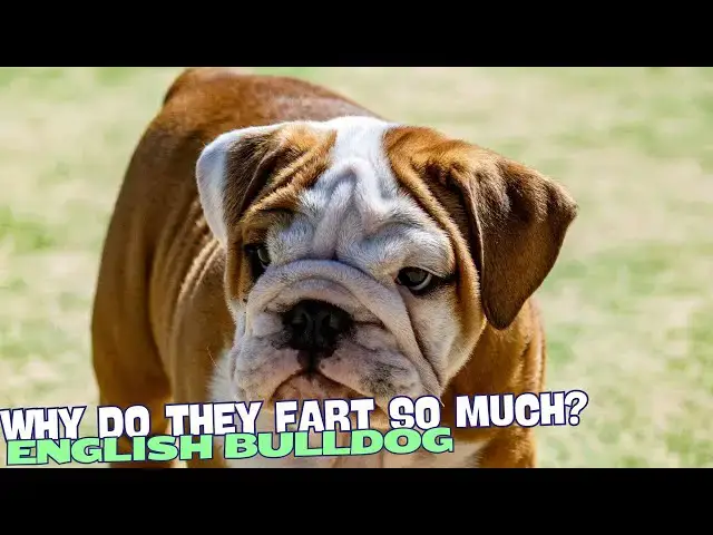 Video thumbnail for Why Do English Bulldogs Fart So Much? 💨🐶
