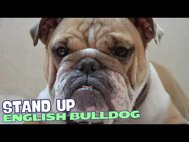 Video thumbnail for What is an English Bulldog? 🐶