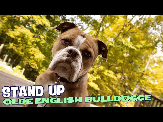 Video thumbnail for What is an Olde English Bulldogge? 🐶