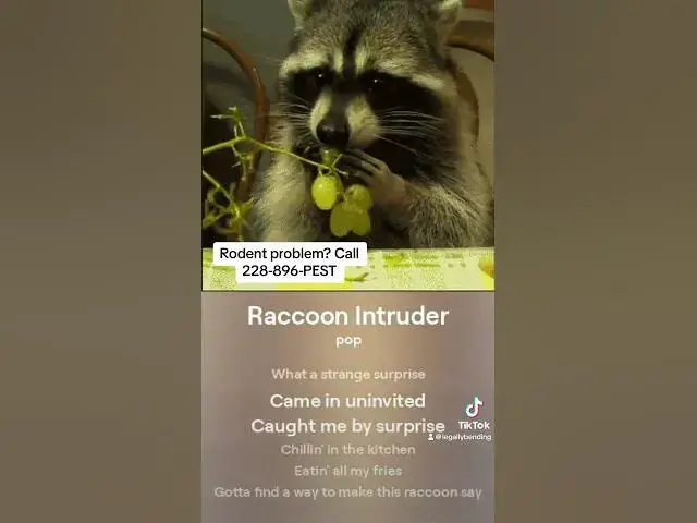 'Video thumbnail for If you got a raccoon in your attic call 228-896-PEST and they鈥檒l get it out without hurting him.'