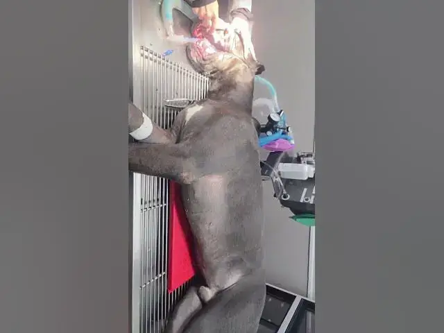 Video thumbnail for 🏥Great Dane Big Blue Becomes a Hero While Getting His Teeth Cleaned!❤️🐾