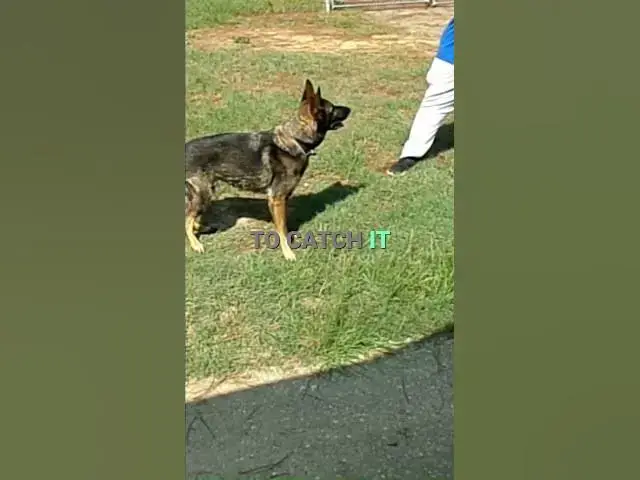 Video thumbnail for The Frisbee Catch I didn't Film!🐶