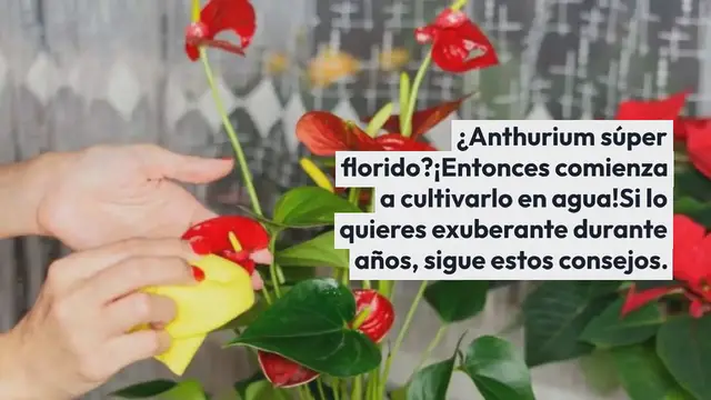 Video thumbnail for Anthurium súper floreciente: cómo cultivarlo en agua si lo quieres exuberante durante años