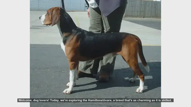 Video thumbnail for Top 10 Facts About the Hamiltonstövare: The Charming Swedish Hunting Dog