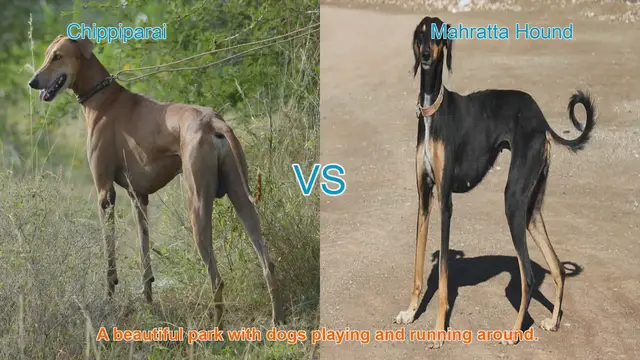 Video thumbnail for Chippiparai vs. Mahratta Hound: A Comparative Guide