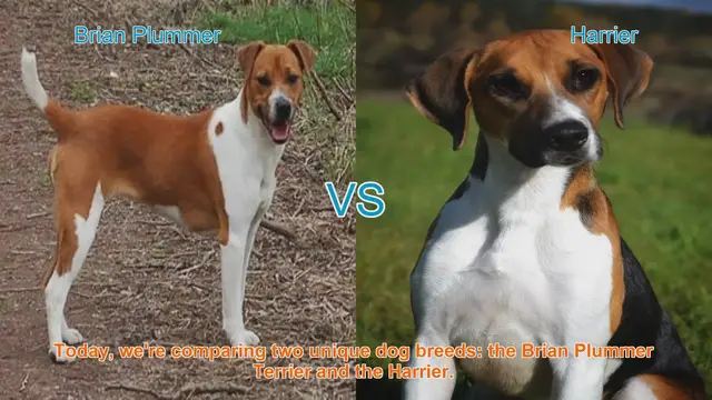 Video thumbnail for Dog Breed Showdown: Brian Plummer Terrier vs. Harrier