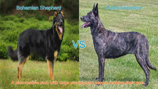 Video thumbnail for Exploring Bohemian Shepherd and Dutch Shepherd Dog Breeds