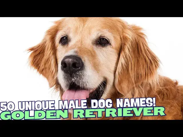 Video thumbnail for 50 Unique Names for Male Golden Retrievers!🐾
