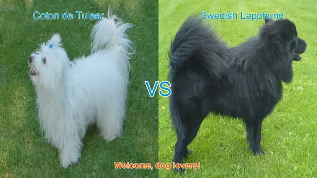 Video thumbnail for Coton de Tulear vs. Swedish Lapphund: A Comparison of Two Charming Dog Breeds