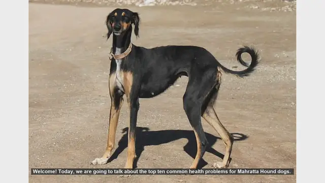 Video thumbnail for Top 10 Common Health Problems in Mahratta Hound Dogs